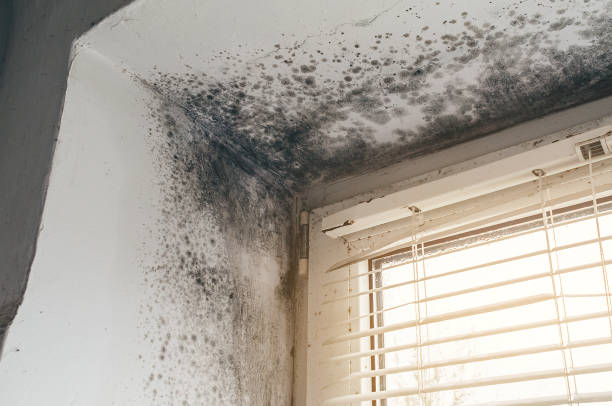 Trusted Black Mold Removal service in Fairplay, MD - Cheap Mold Removal